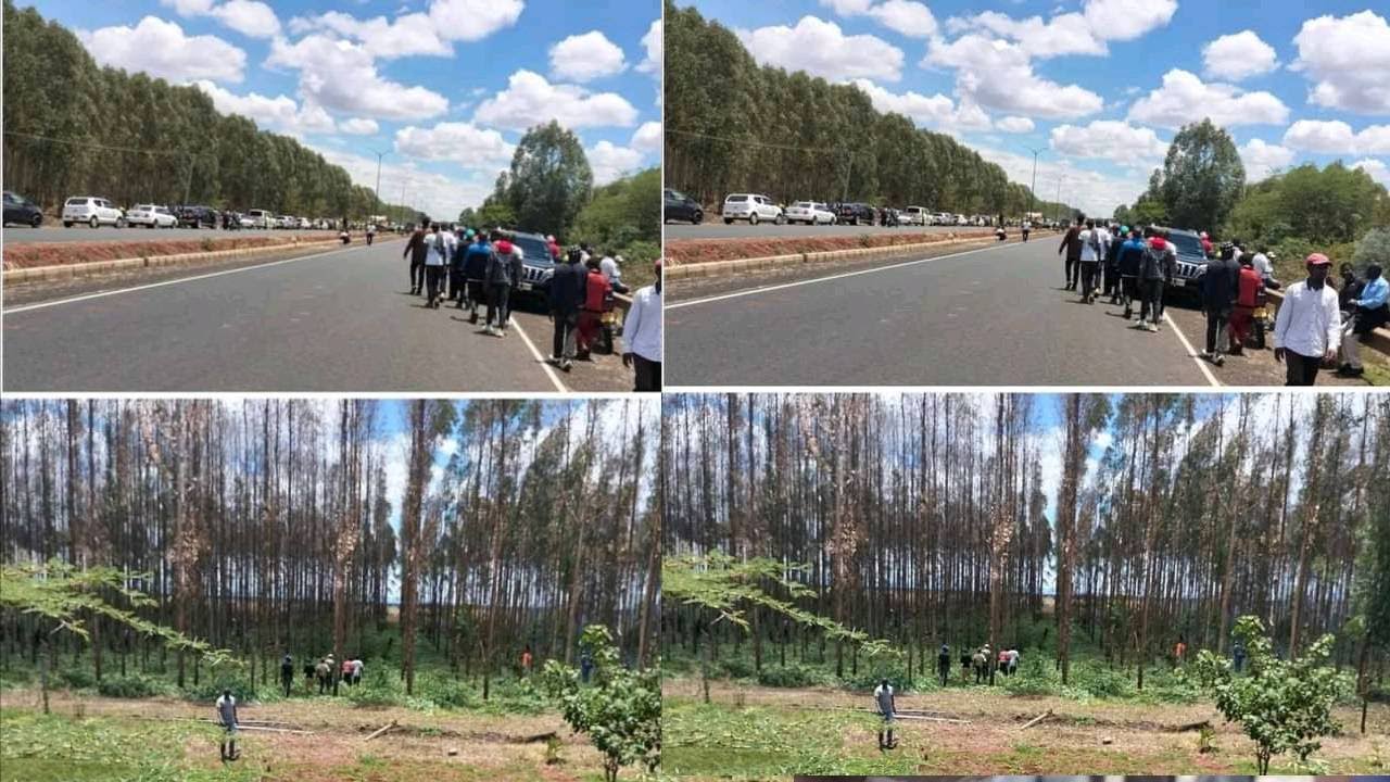 BREAKING NEWS:UHURU KENYATTA FARM INVADED WITH GOONS CUTTING TREES