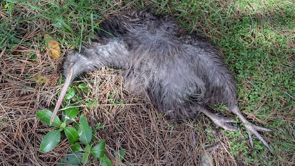 Northland news in brief: Dog kills released kiwi; dentist clinics roll into Dargaville
