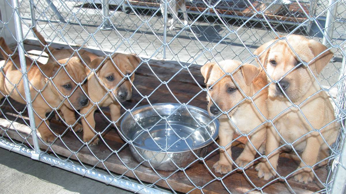 Boarding kennel industry ‘poorly regulated’ in New Zealand, SPCA says