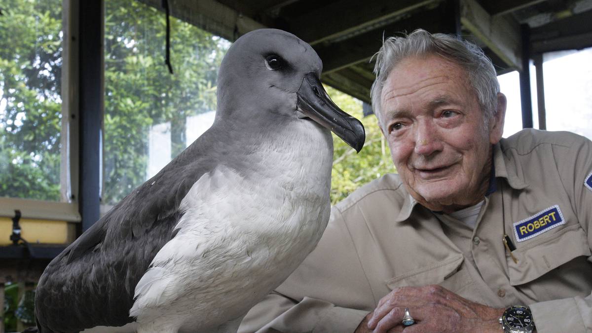 Albatross at Whangārei bird recovery centre that tried to eat balloon dies suddenly