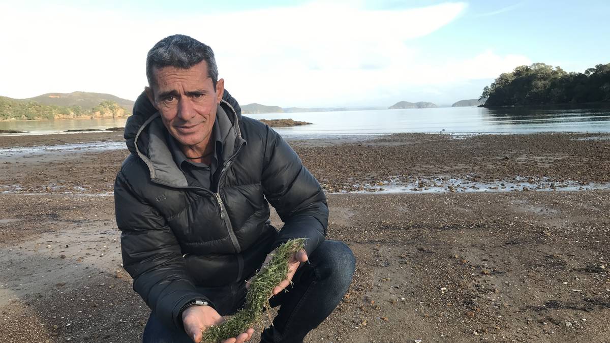 Caulerpa invasive seaweed: Omakiwi Cove, Bay of Islands anchor ban as Government response ramps up