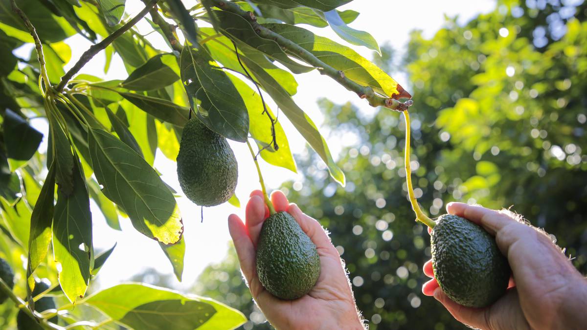 Government loan for avocado orchard on Northland iwi’s land