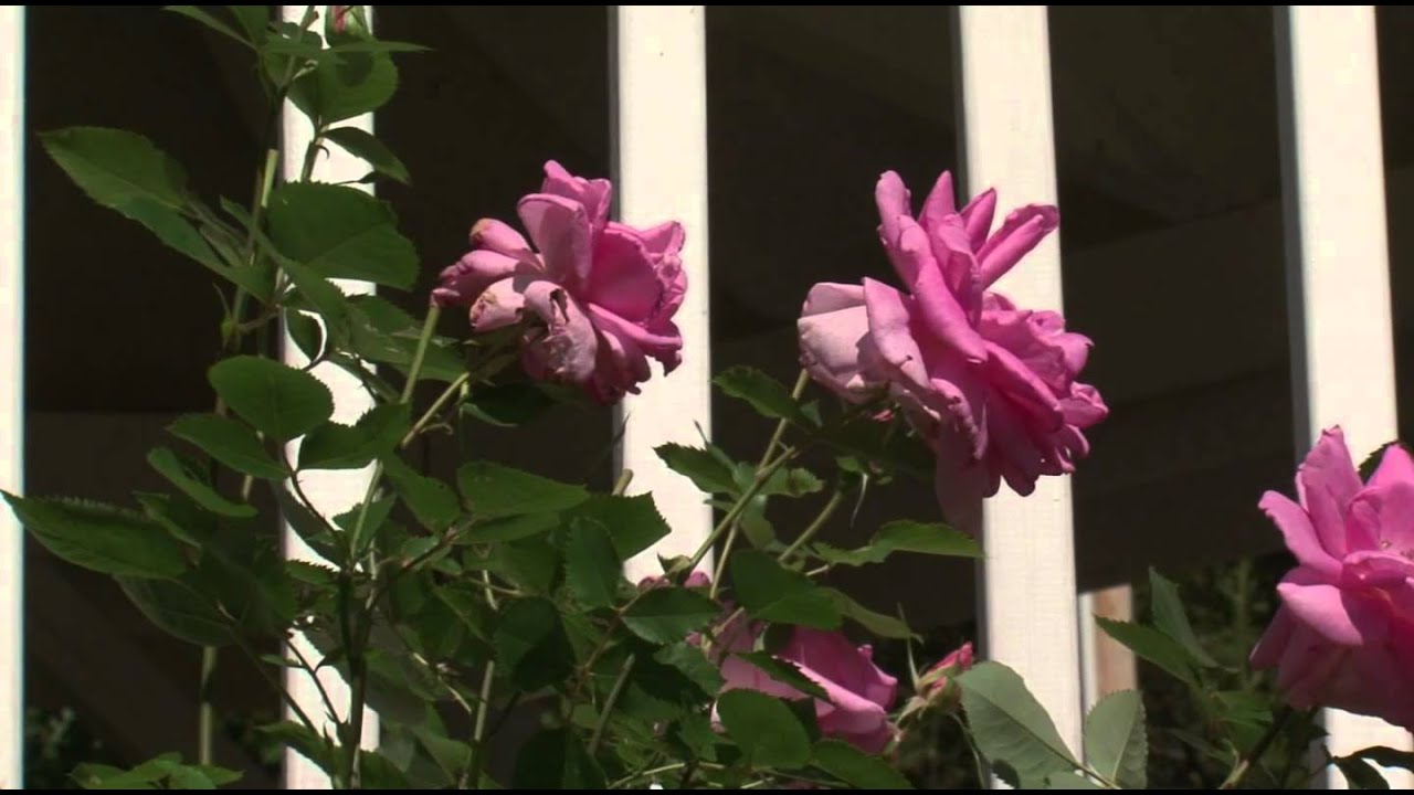 Northland Arboretum New Gazebo – Lakeland News at Ten – July 1, 2013