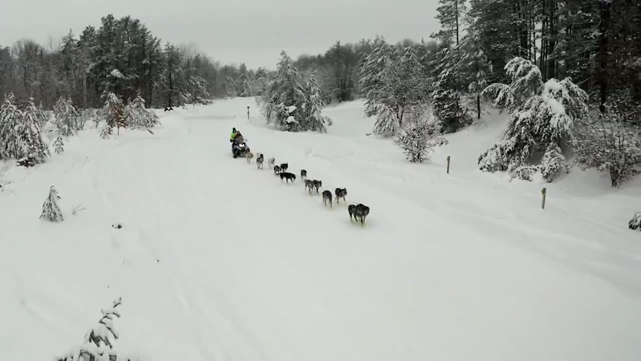 One Northland sled dog’s journey back to racing after tragic crash