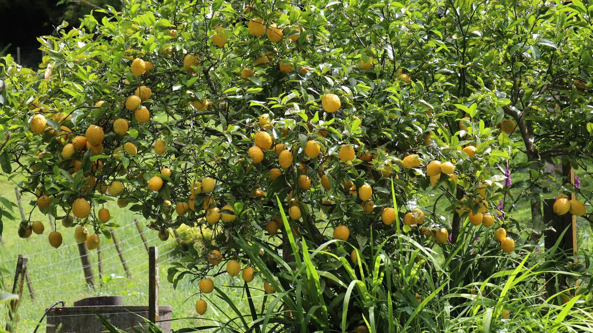 Northland news in brief: Citrus collection for South Island on; Pets of the Year competition begins