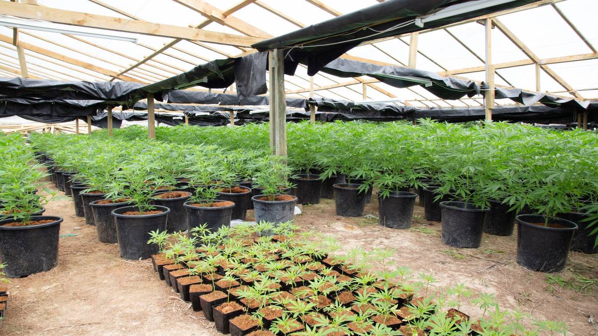 Vietnamese man found guilty of Northland cannabis operation