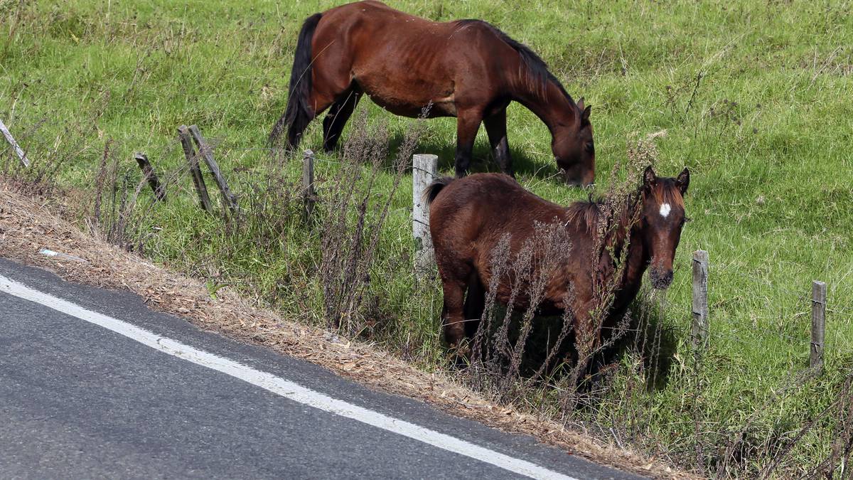 Wandering stock on Northland roads costing millions in ACC claims