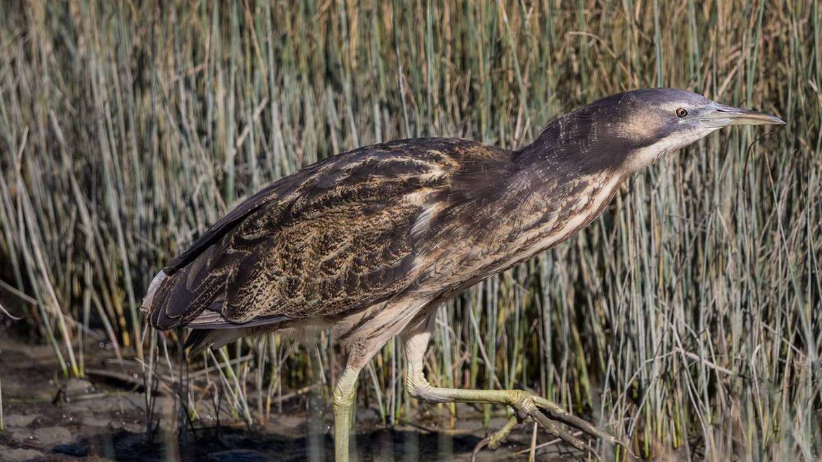 Northland news in brief: Bittern on the brink; nurses strike canned