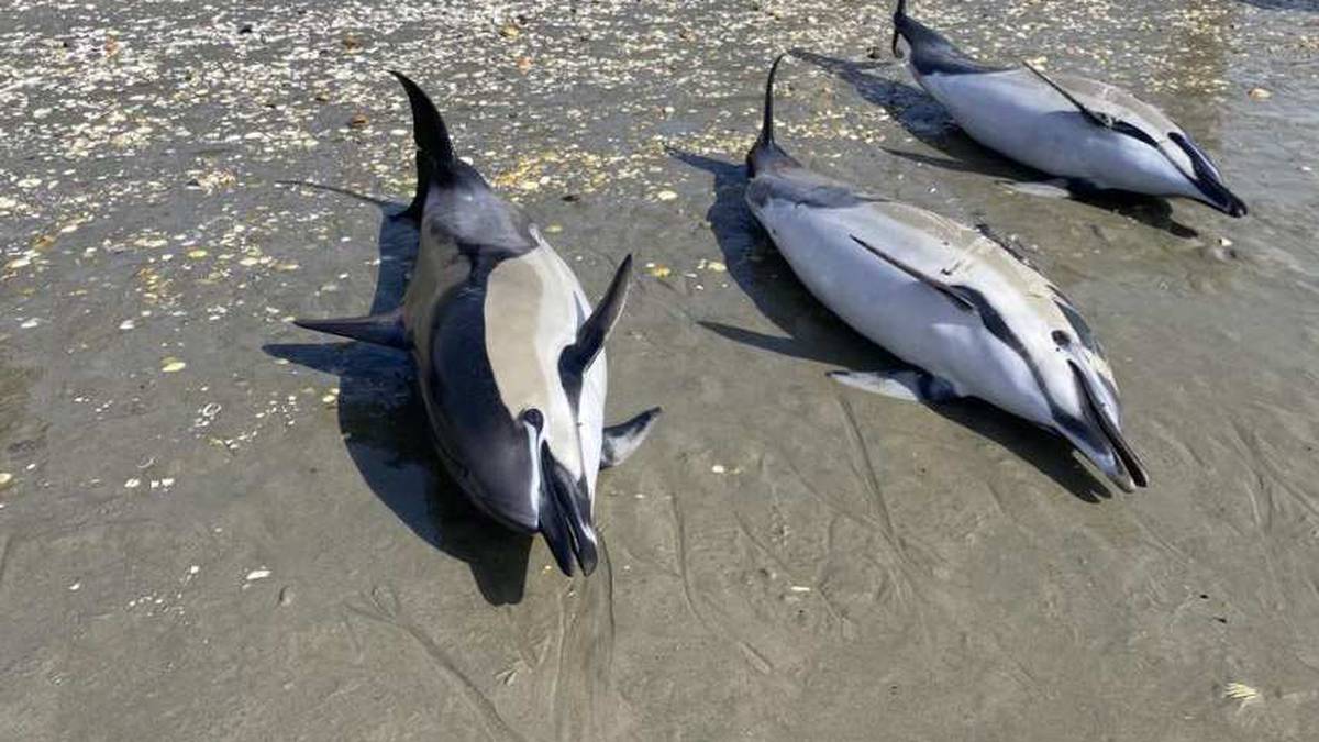 Northland common dolphin stranding first in Bream Bay since 2001