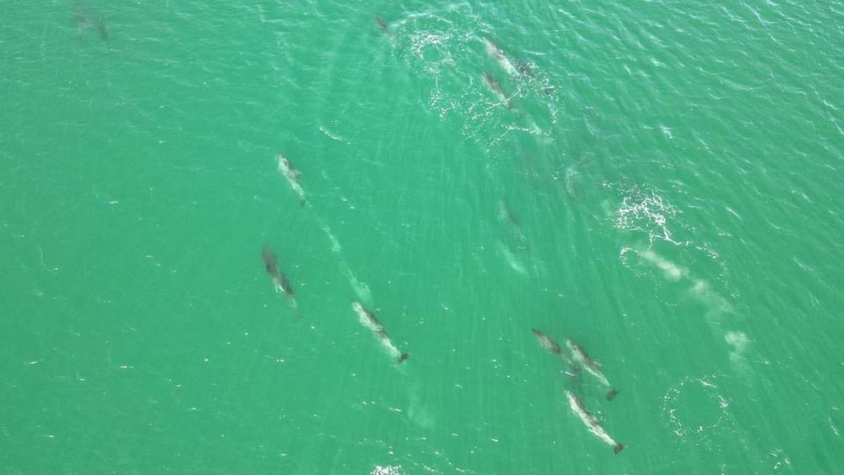 Around 30 common dolphins cruise through Tokerau Beach in the Far North