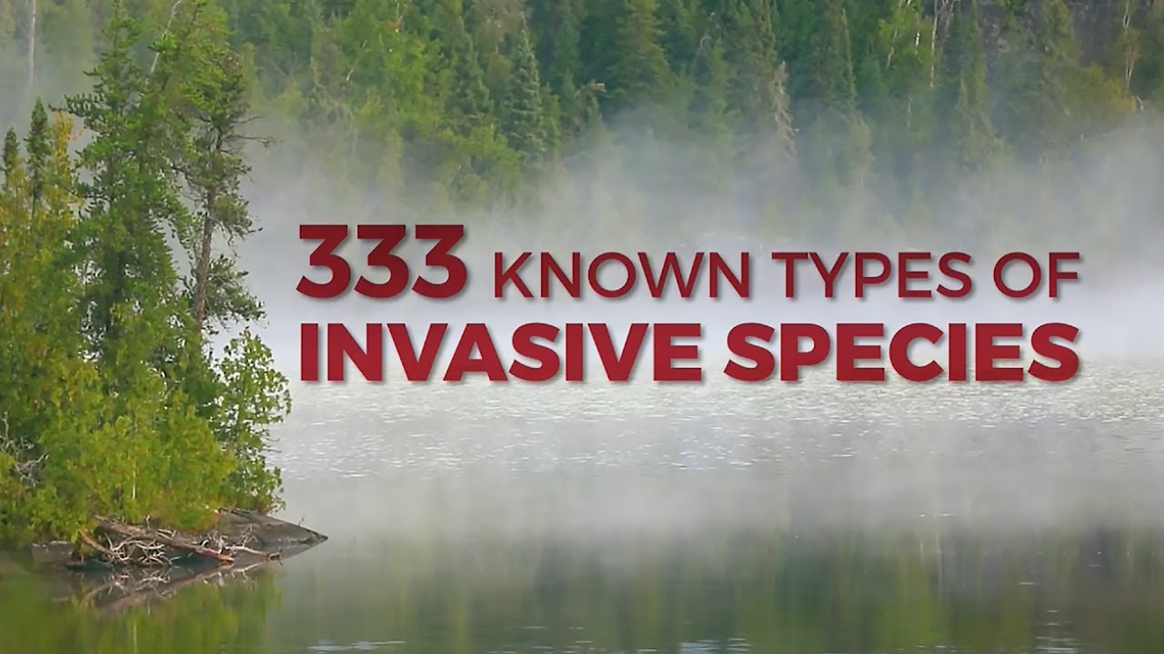 Accelerating threat of invasive species: A Northland Environmental Series