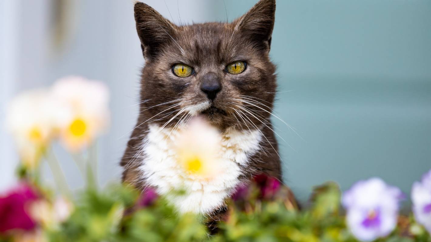 Northland council considers security as claws come out over new cat rules