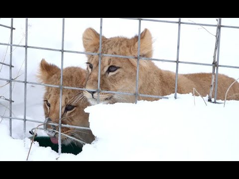 Rescued from Ukraine, lion cubs romp happily in Northland