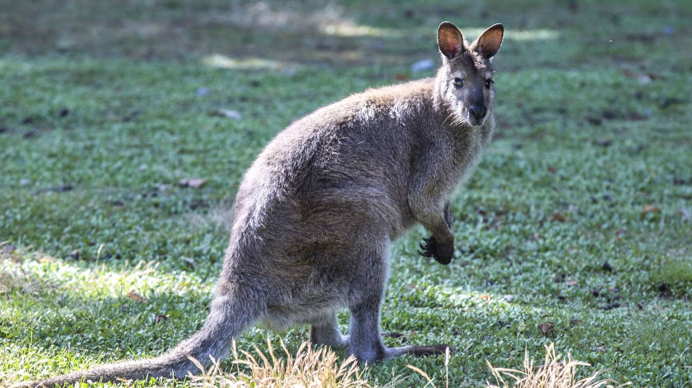 Dead wallaby found in Northland sparks plea for information
