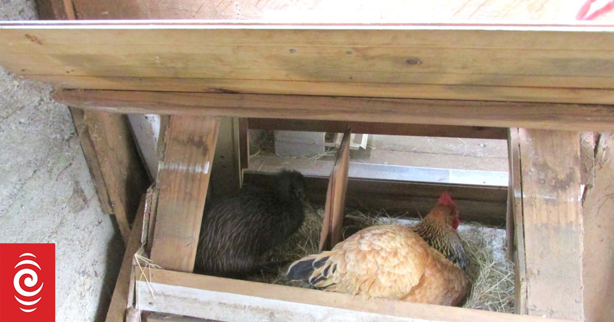 Kiwi takes a nap in Far North woman’s chicken coop