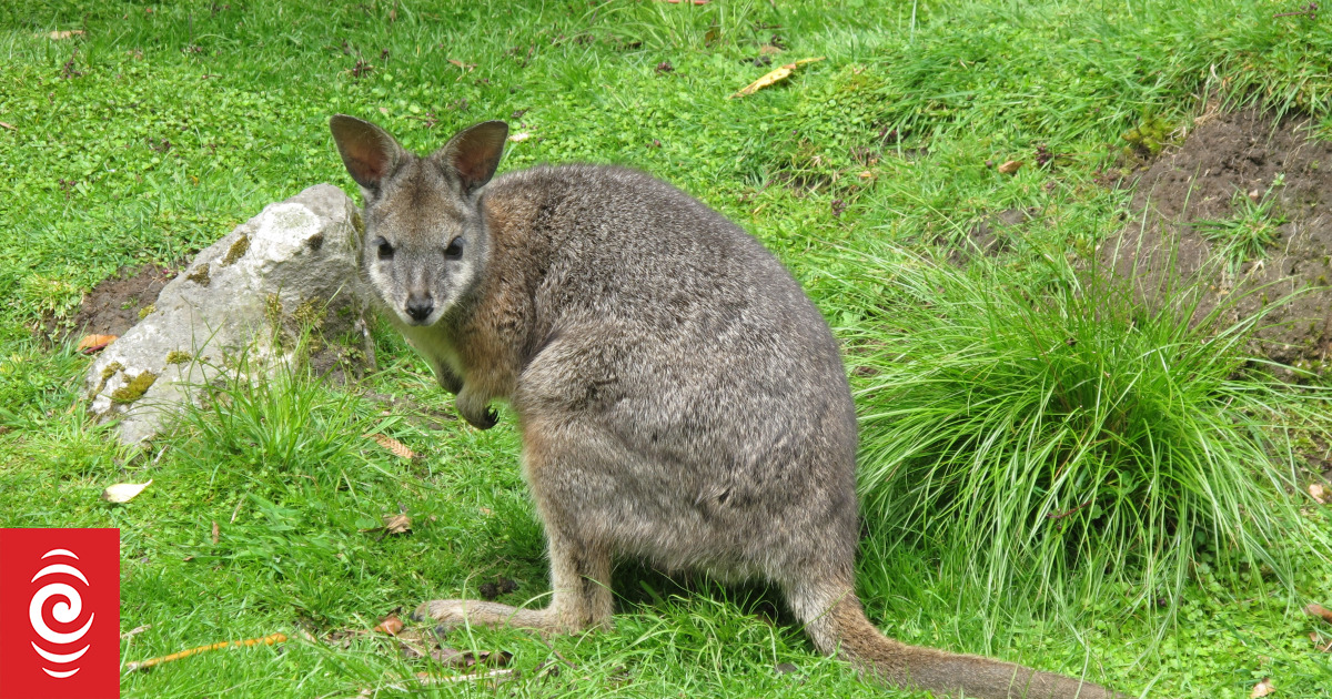 Biosecurity risk for Northland after reports of two dead wallabies on roadside