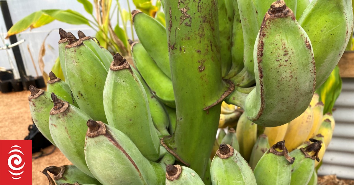 New Zealand growers aim to make a dent in the imported banana market