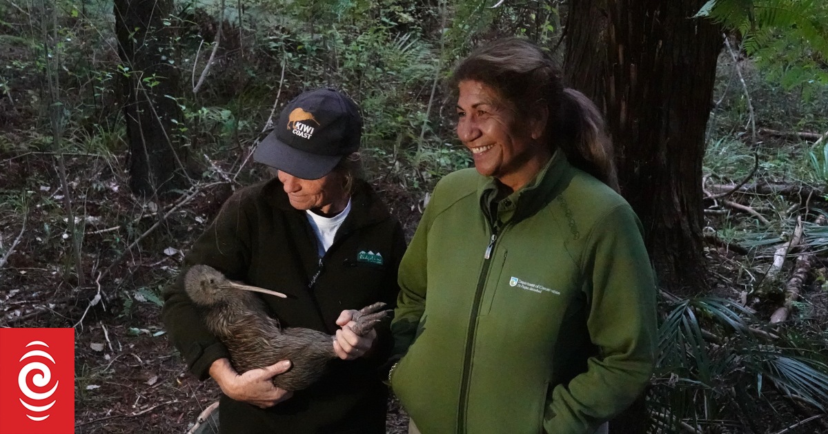 A Northland island has a very unusual problem…too many kiwi