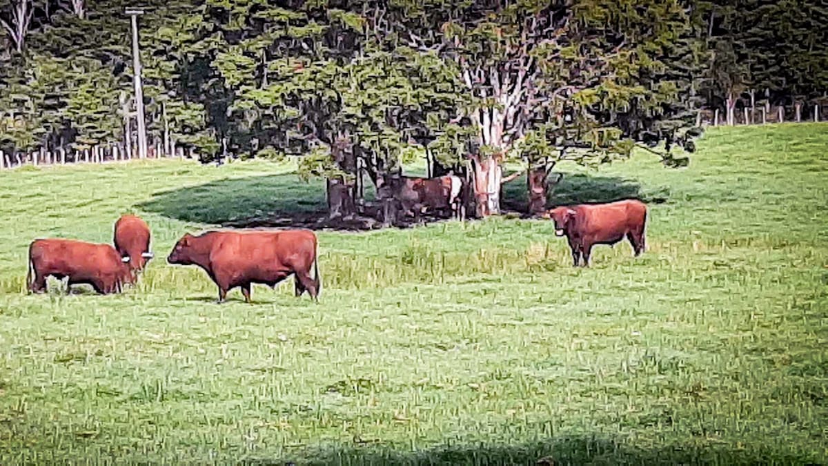 Northland agencies pass the buck on wild cattle as 217 Kaipara complaints reported in 18 months