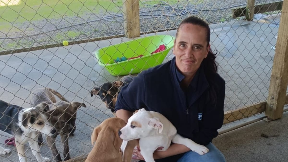 Kerikeri SPCA inundated with abandoned puppies, appeals for fosterers