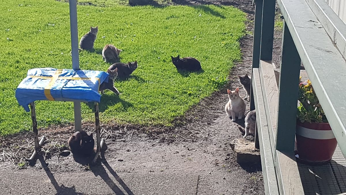 Far North pensioner with 50 wild cats around her council flat wants them gone