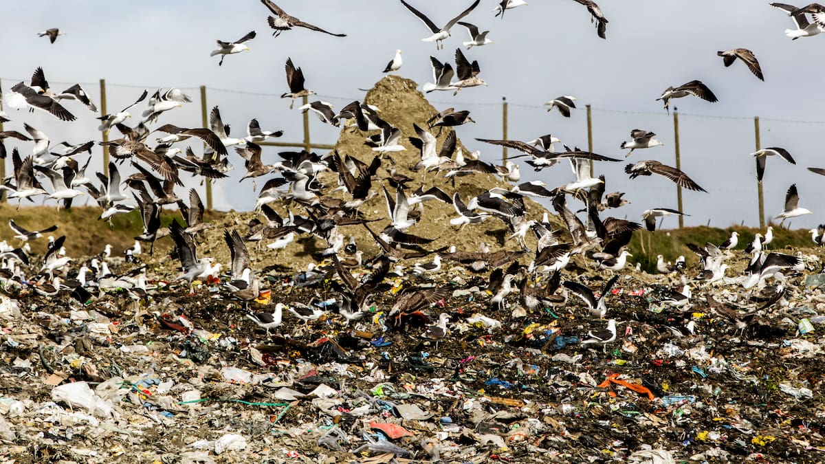 Kaipara waste to energy plant investigation ends with no report