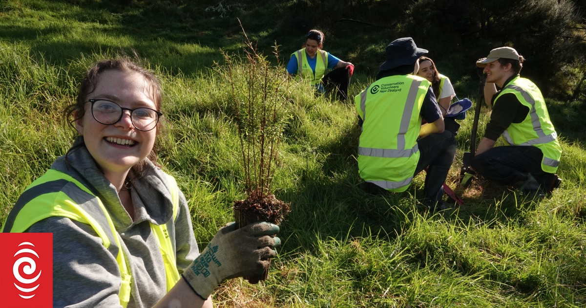 Hundreds join forces to restore life force of Kaipara Harbour