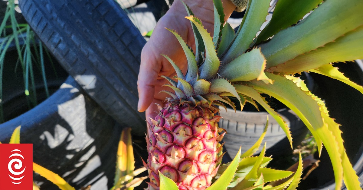 Tropical fruit tree seedlings in high demand as climate changes