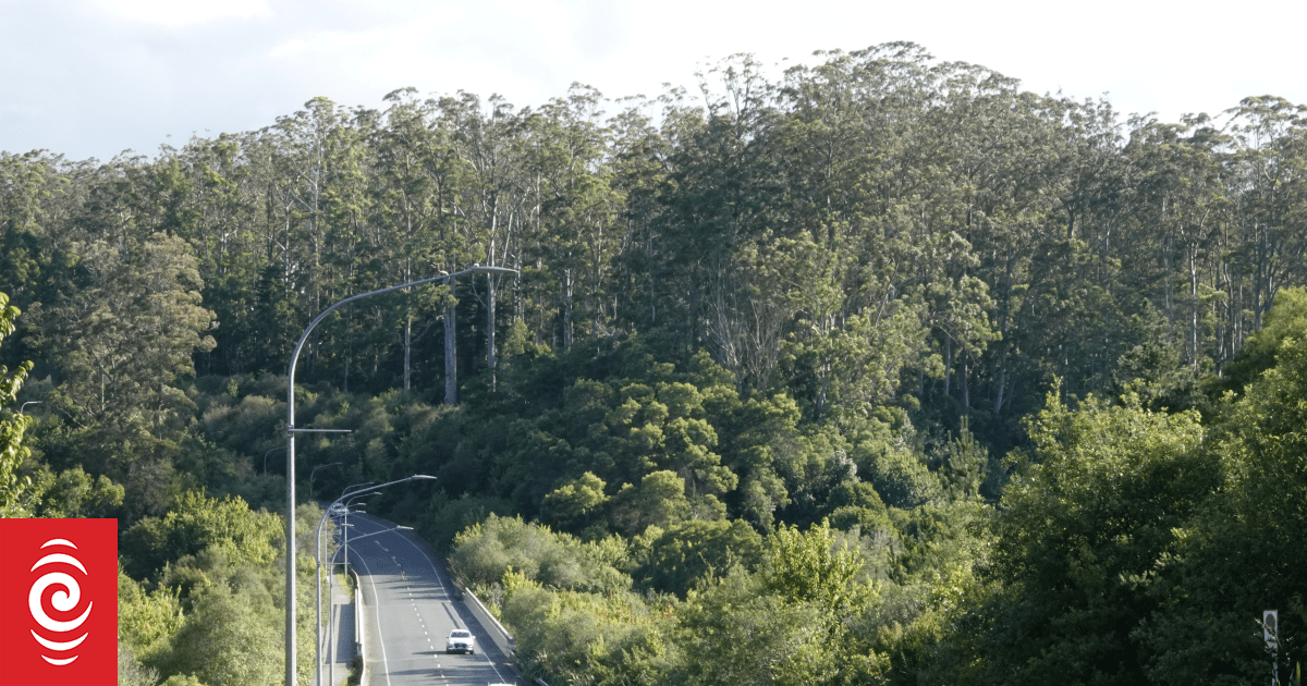 New housing development will see loss of Kerikeri’s eucalyptus trees