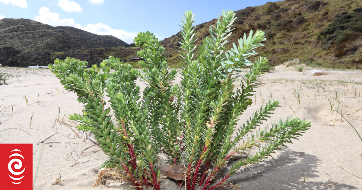 Battle to eradicate toxic species silently established on remote beach