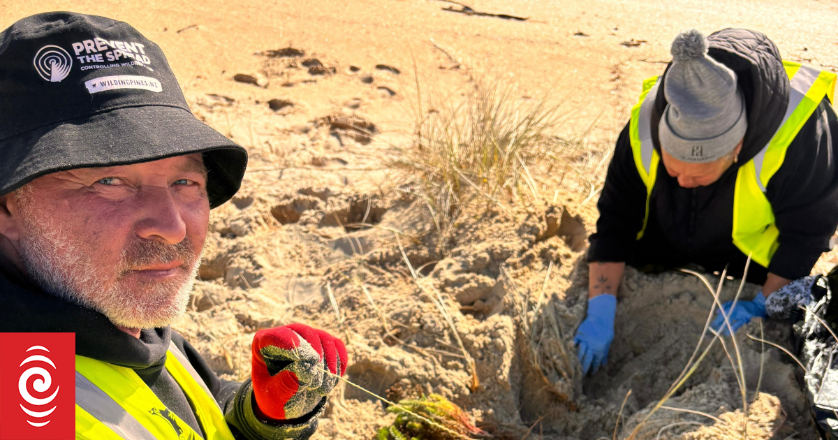 Toxic, highly invasive pest plant found at Far North beach