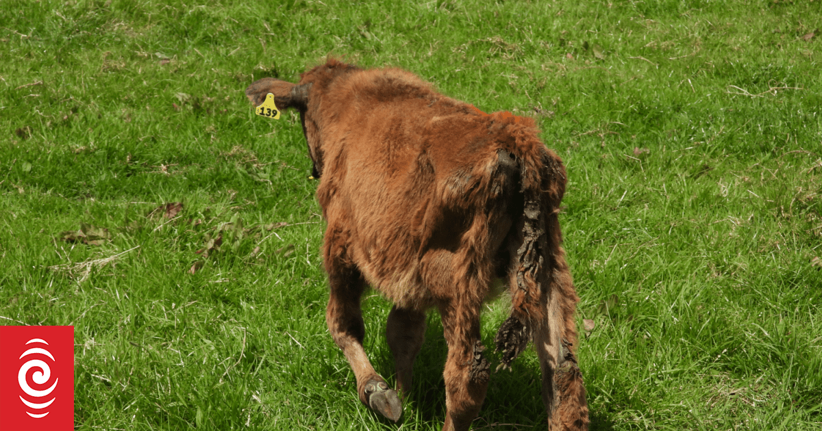 Northland man fined $15k for cruel treatment of calves