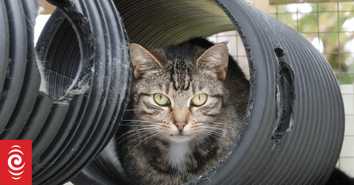 Far North cats now have to be ‘chipped and snipped’