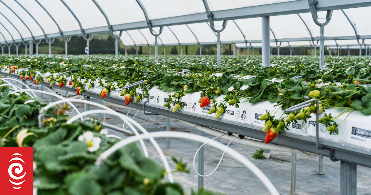 Northland iwi joins with T&G Fresh to grow berries for domestic, export markets