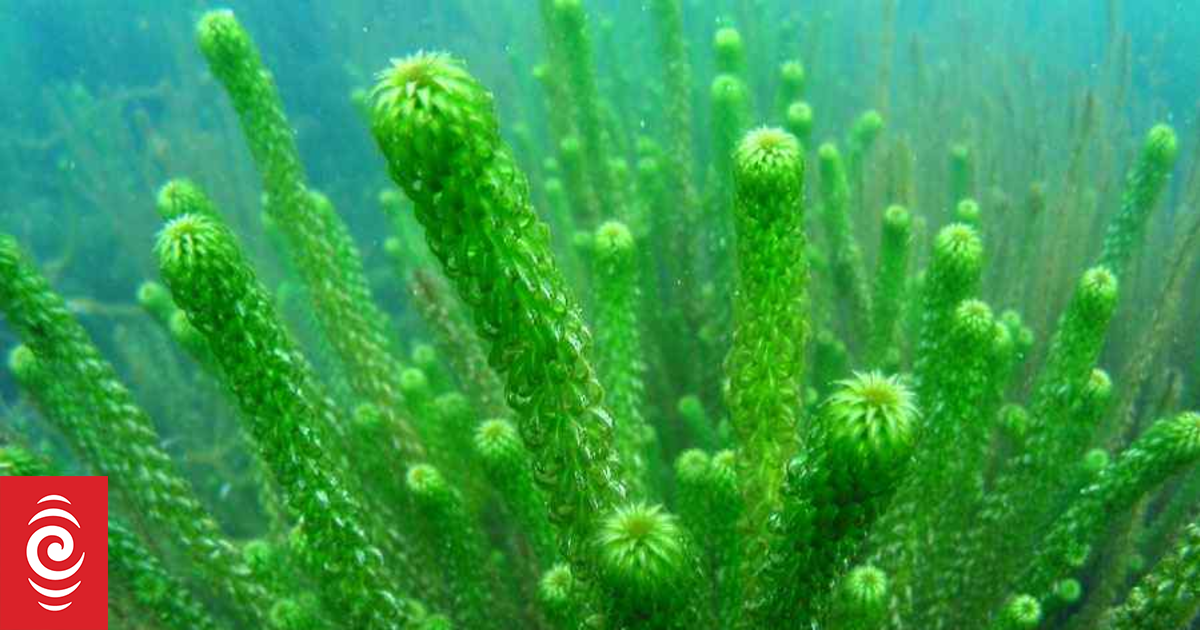 Invasive aquatic weed eradicated from Lake Ngatu in Far North
