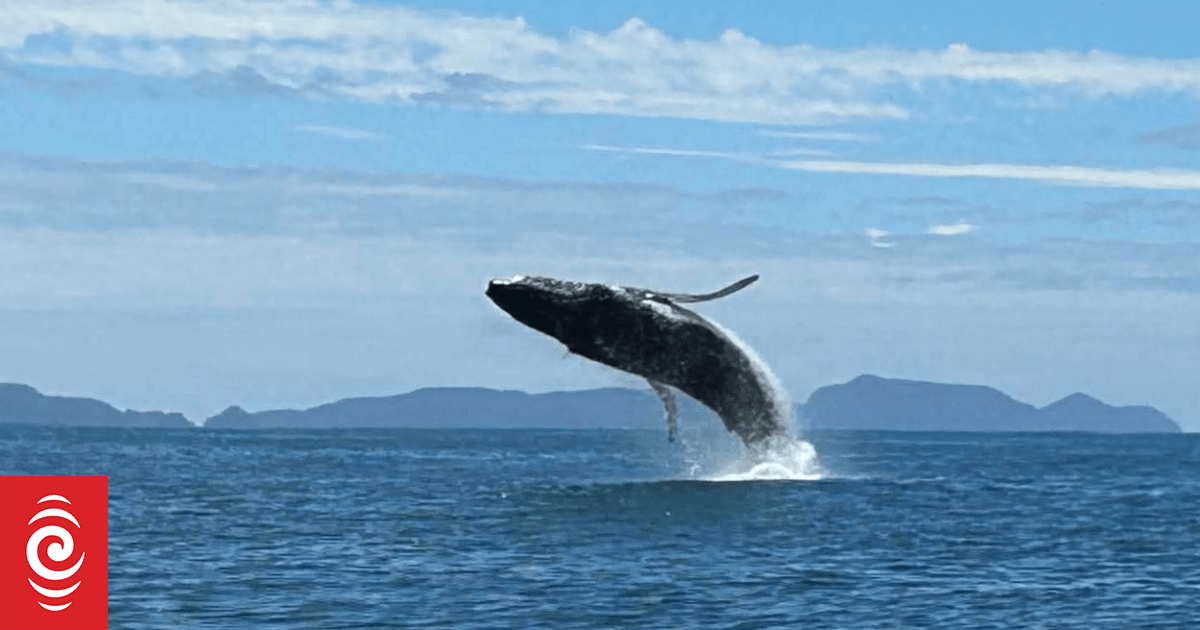 Humpback whale puts on ‘amazing, awesome, unforgettable’ display at Bream Bay