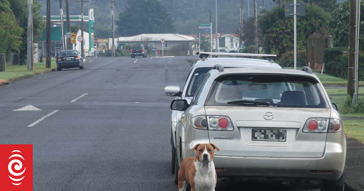 Roaming dogs in Northland: ‘People have had enough’