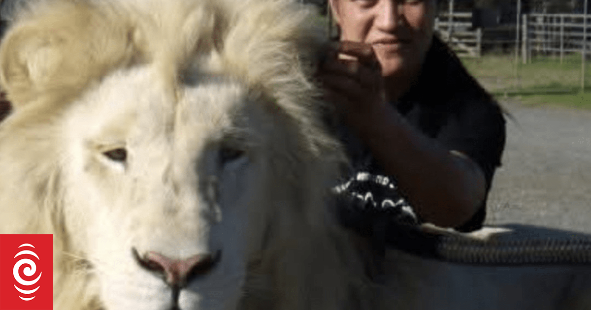 Former Whangārei wildlife park staff plea to see big cats before they are euthanised