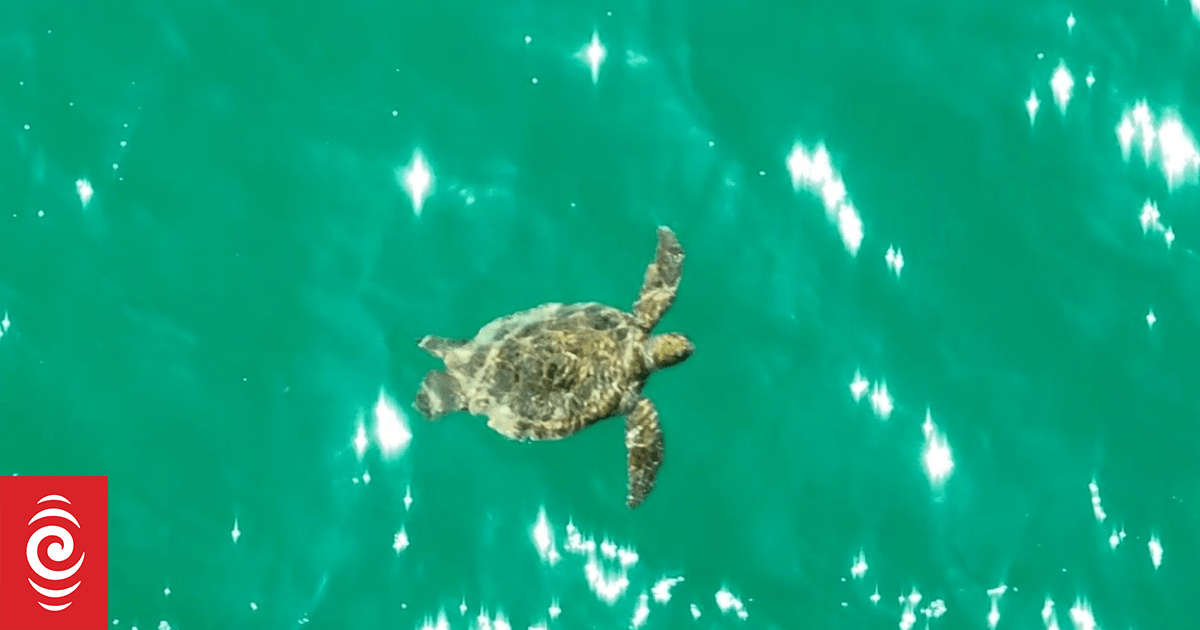 Turtles found foraging in Rangaunu Harbour