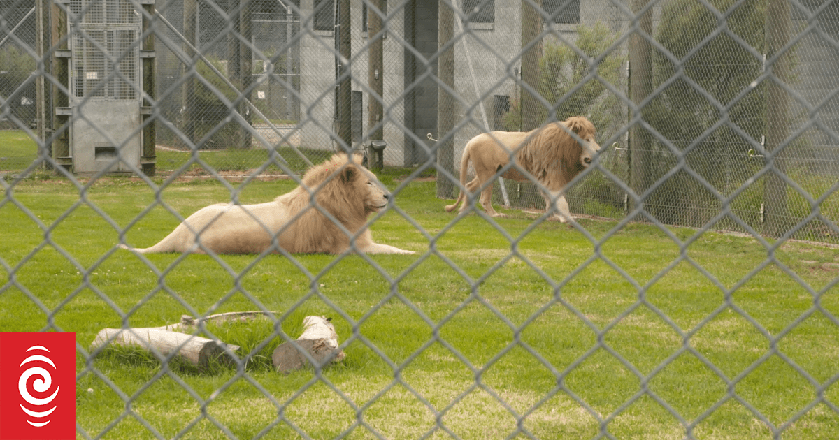 Kamo Wildlife Sanctuary’s remaining big cats might not be euthanised after all