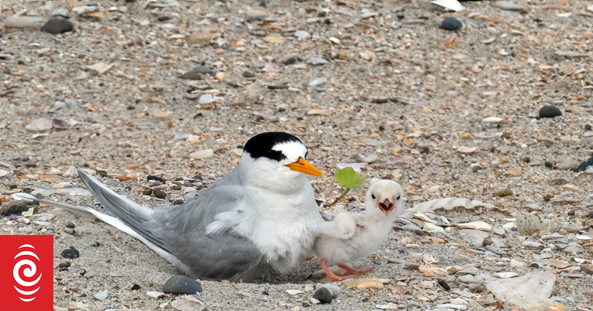 Dog owners asked to keep away from nesting sites used by NZ’s rarest bird