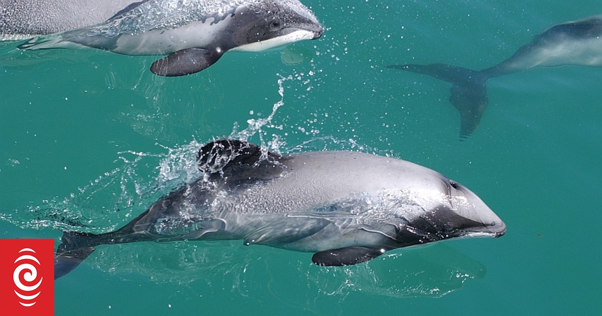 Rare Hector’s or Māui dolphin spotted in Northland prompts questions